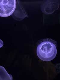 🎡 Ocean Park | สวนสนุกห้ามพลาดเมื่อมาฮ่องกง