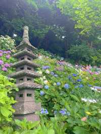 【鎌倉】海岸と紫陽花の神ロケーション『長谷寺』