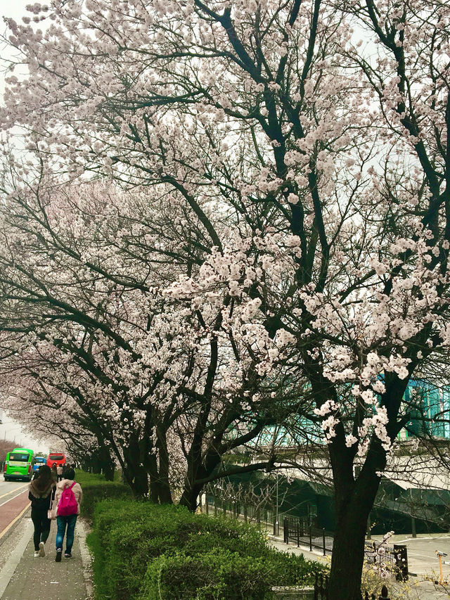 【首爾】韓國廣播系統大樓外的櫻花大道：如有天櫻花正開，沉浸在浪漫的春日氛圍之中