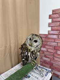 新宿貓頭鷹咖啡廳🦉，超過10隻貓頭鷹🦉等你來！