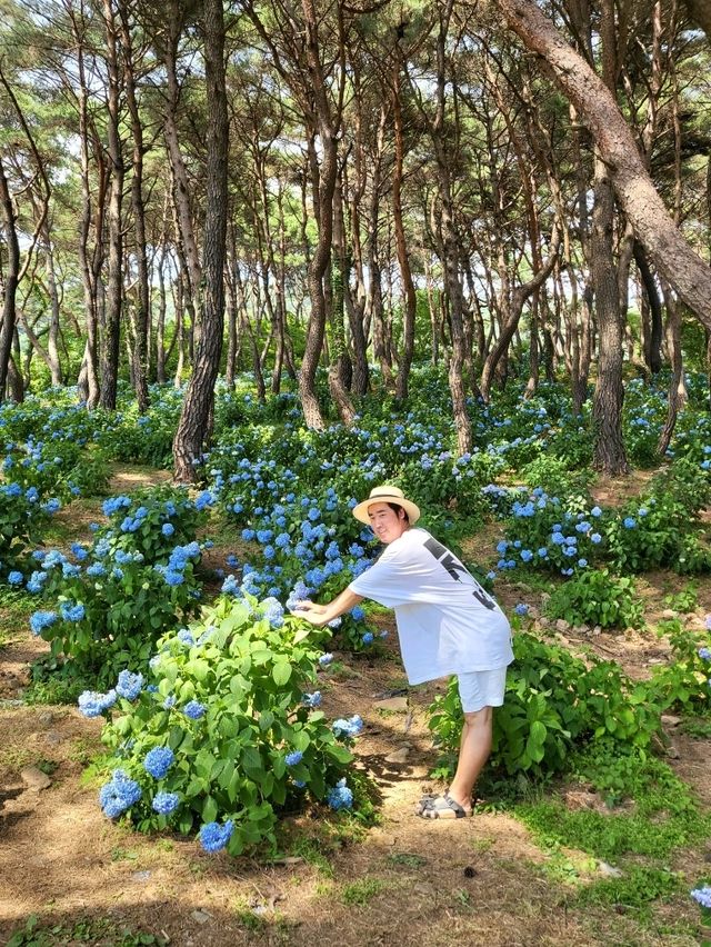 내년이 더 기대되는 동화같은 밀양 수국동산