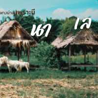 พัทลุงไม่ใช่แค่เมืองทางผ่าน เพราะมี เขา ป่า นา เล 