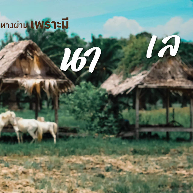 พัทลุงไม่ใช่แค่เมืองทางผ่าน เพราะมี เขา ป่า นา เล 