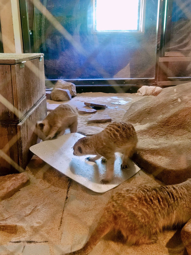  🇯🇵벳부여행 동물들 먹이줄 수 있는 자연친화적인 동물원 아프리칸 사파리🦘🐴🙊🐹