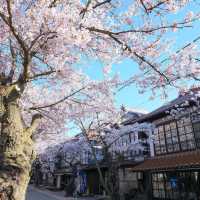 Feeling Blissful in Kyoto 🌸
