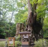 熱海避暑好去處🏖️ 來宮神社尋幽探秘