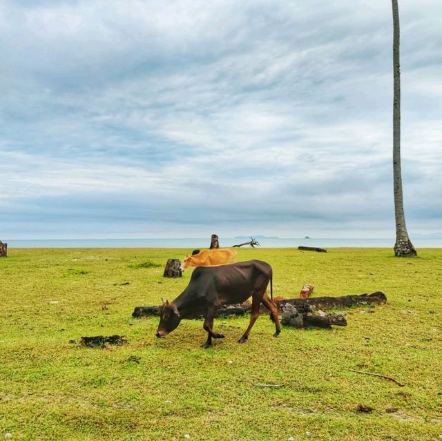 🇲🇾 Pantai Mangkuk in Monsoon: A Coastal Symphony Under Cloudy Skies