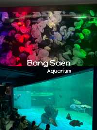 🐋✨BangSaen Aquarium 🐟🪼