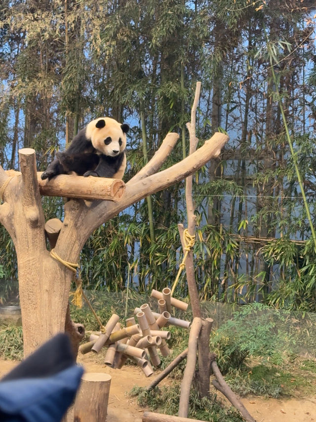 귀여운 판다들이 가득한 에버랜드 판다월드 🐼🐼