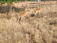 Spot the wildlife on a roam! 