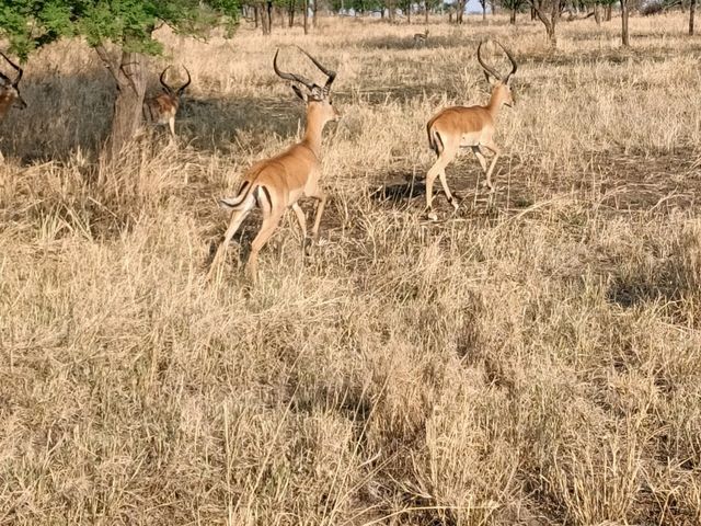 Spot the wildlife on a roam! 