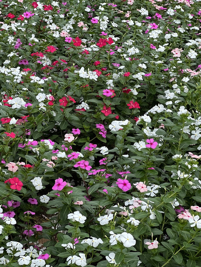 兵庫縣立公園淡路花SAJIKI‼️免費🆓賞花好地方🤩大片薰衣草花田