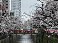 🌸 目黒川桜まつり - 春の美しさが川沿いに広がる🇯🇵