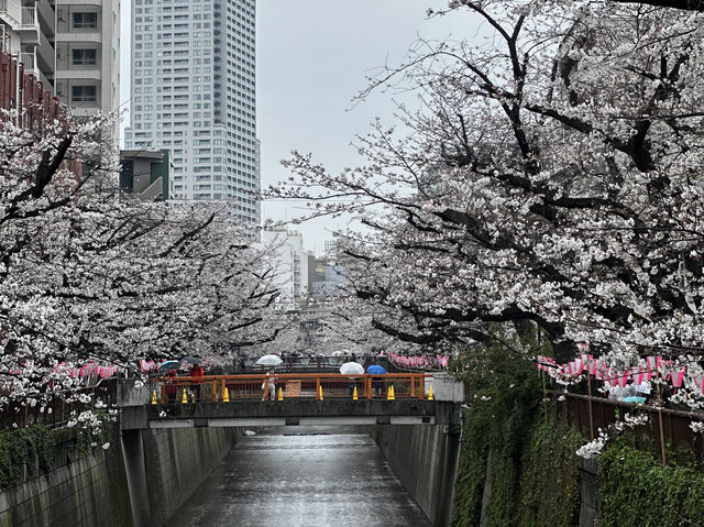 🌸 目黒川桜まつり - 春の美しさが川沿いに広がる🇯🇵