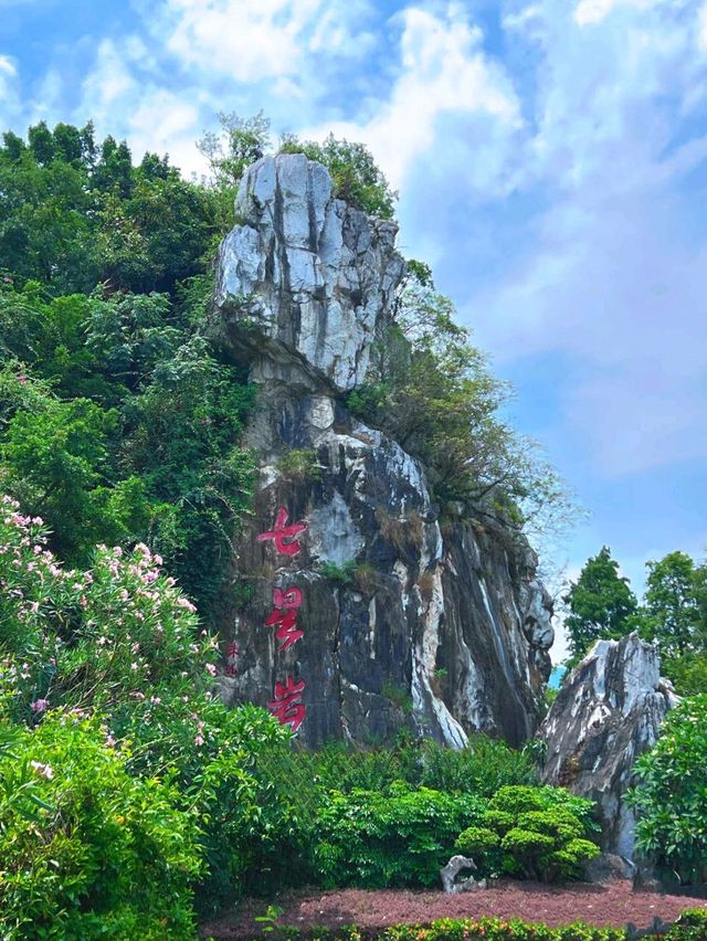   【森林】仙氣飄飄的落羽杉樹群