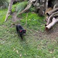 墨爾本Maru動物園🦘