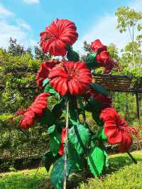 Hibiscus as flower emblem of Malaysia🌹