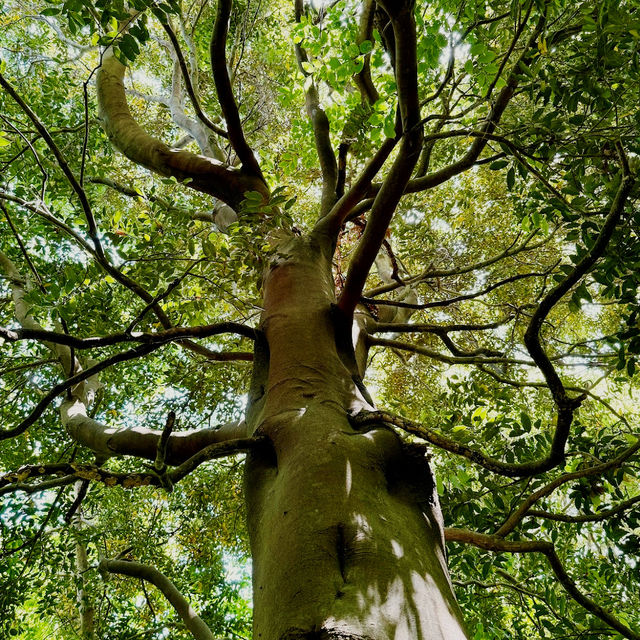 Bijarim Forest