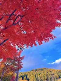 【群馬】超穴場紅葉スポット!!奇跡の絶景を楽しもう🧡