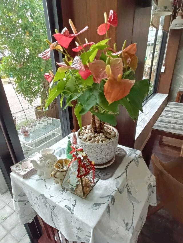 ศรีเสนาะ คาเฟ่ |ประจวบคีรีขันธ์