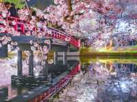 【青森/弘前】しぬまでに見たい弘前城のさくら