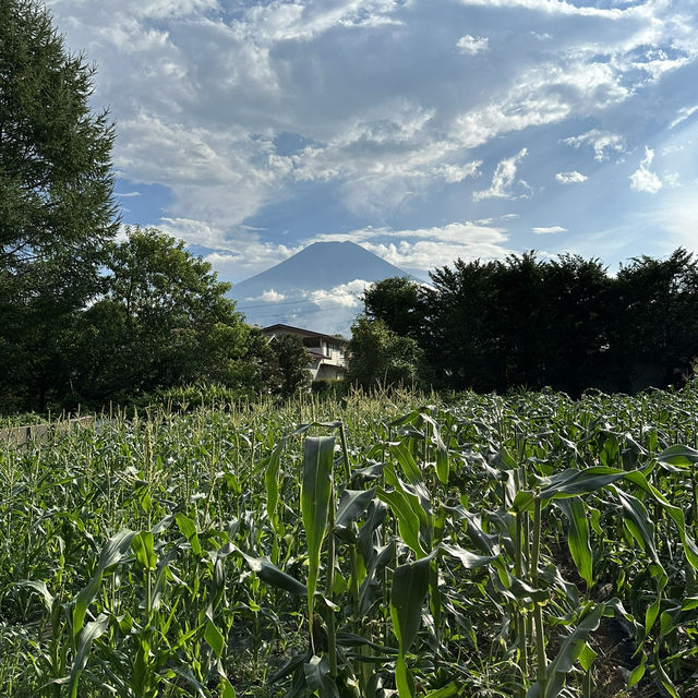 東京郊區自然美景：忍野八海