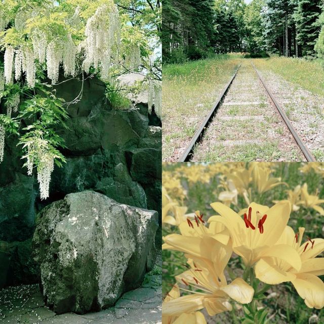 Yurigahara Park🪷🌷🌺🥀🌹💐💐