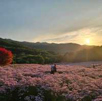 문경 가을꽃구경🌼