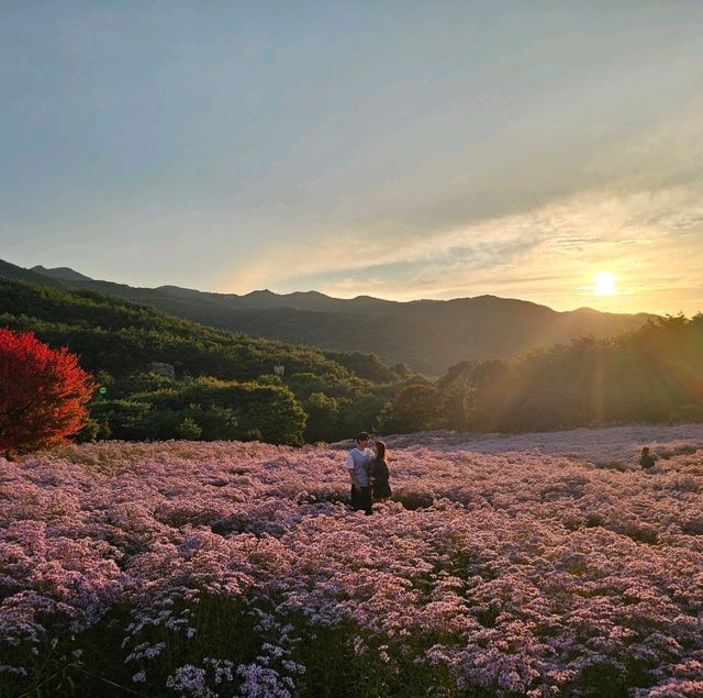 문경 가을꽃구경🌼