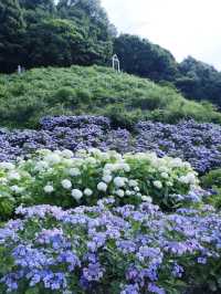 名古屋愛知縣：紫陽花之里