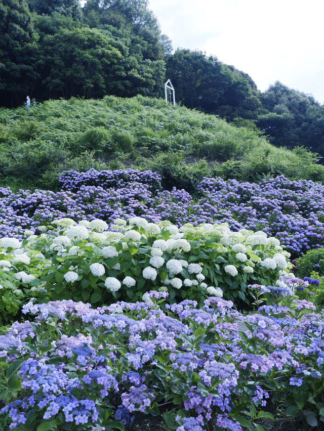 名古屋愛知縣：紫陽花之里