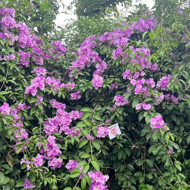 楓樹河濱公園