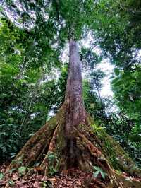An appealing and challenging outdoor adventure@The Niah National Park.