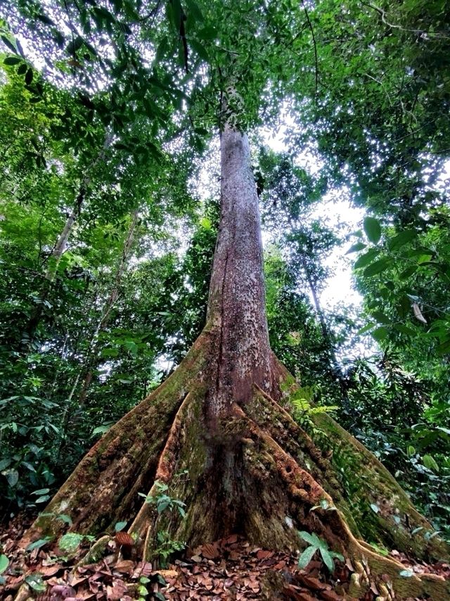 An appealing and challenging outdoor adventure@The Niah National Park.
