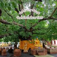 วัดต้นโพธิ์ ศรีมหาโพธิ ชมต้นโพธิ์ที่เก่าแก่ที่สุด