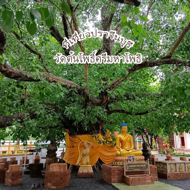 วัดต้นโพธิ์ ศรีมหาโพธิ ชมต้นโพธิ์ที่เก่าแก่ที่สุด