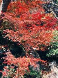 【国東】仁王像に守られた真っ赤な紅葉🍁 
