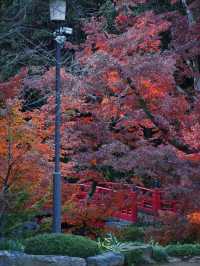 【ここ行って】次の週末以降でもまだ間に合う‼️川越観光ついででも行きたい紅葉スポット🍁