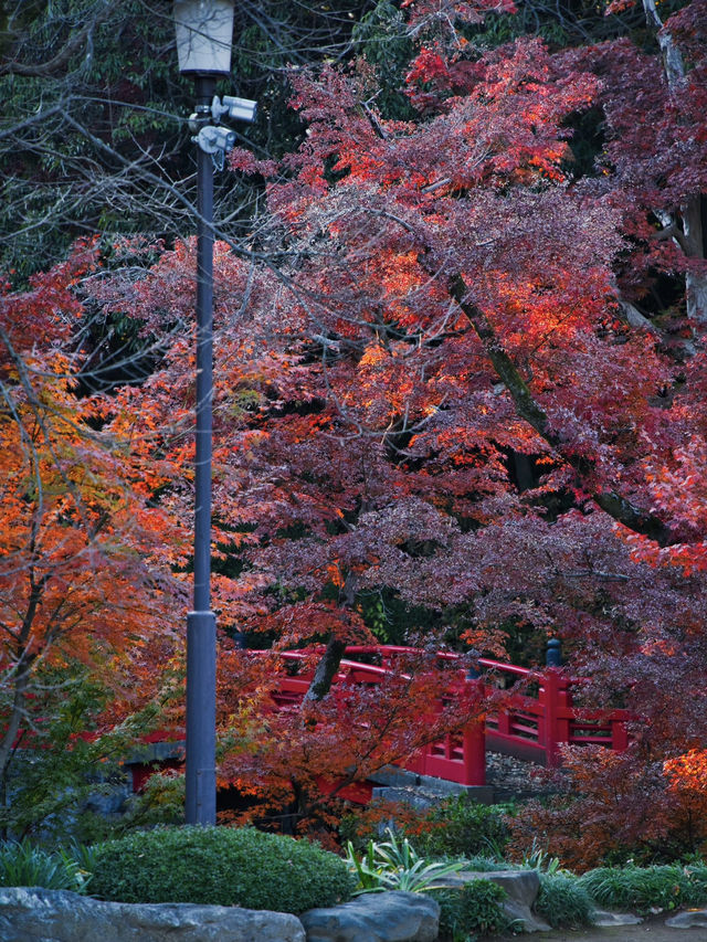 【ここ行って】次の週末以降でもまだ間に合う‼️川越観光ついででも行きたい紅葉スポット🍁