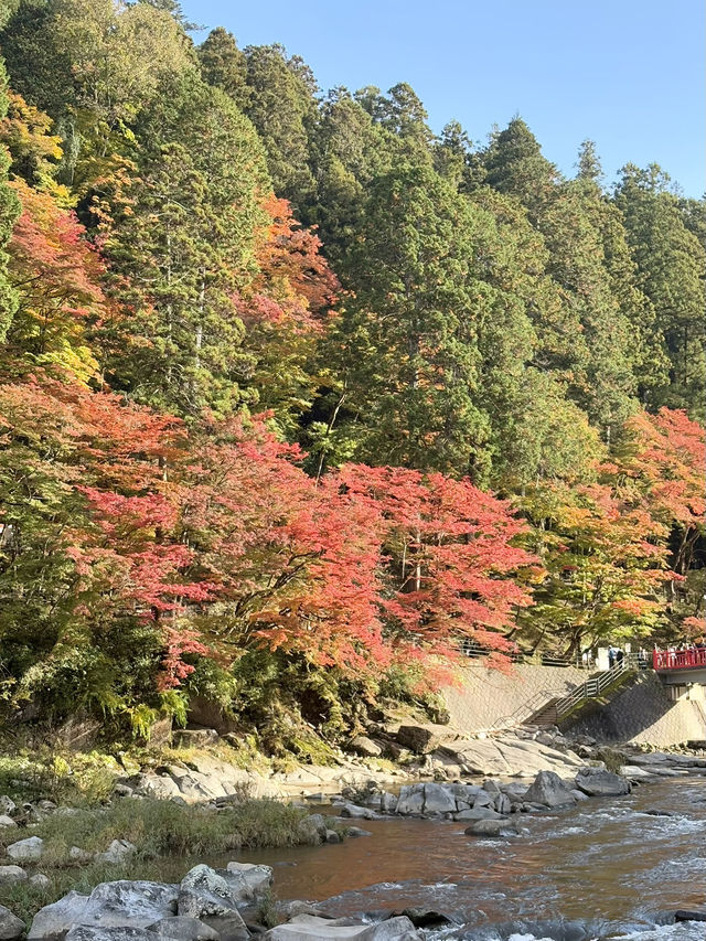 香嵐溪-日本東海地區第一賞楓景點，令人難忘的絕美楓葉