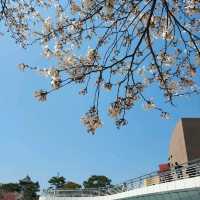 Sunshine Day @ Kokura 