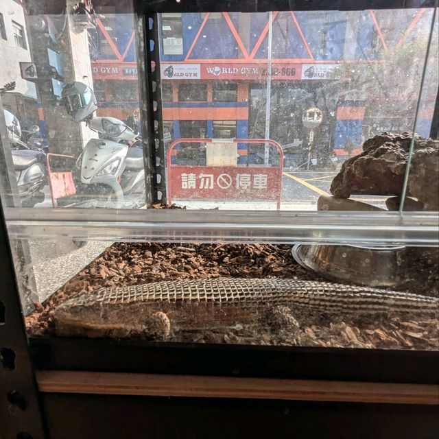 邊喝咖啡、邊抱蛇、邊摸象龜！超有趣的爬蟲友善店：爬寵咖啡