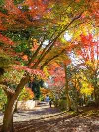 📍 【栃木 】天翁院 の美しい紅葉🍁