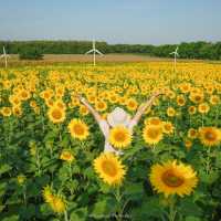 นครสวรรค์ก็มีทุ่งดอกทานตะวันน๊า!! 🌻🌻