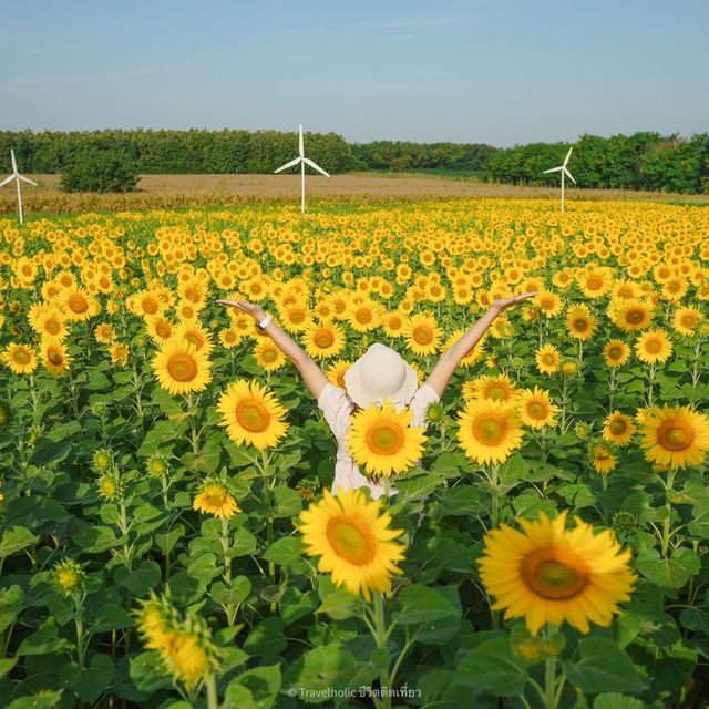 นครสวรรค์ก็มีทุ่งดอกทานตะวันน๊า!! 🌻🌻