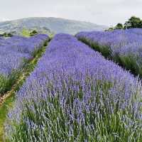 Serenity in Bloom: A Solo Escape to Wanaka Lavender Farm