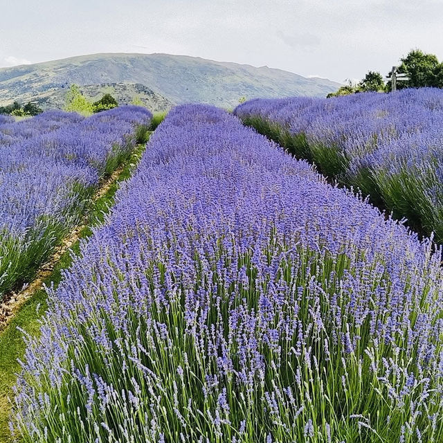 Serenity in Bloom: A Solo Escape to Wanaka Lavender Farm