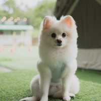iGo Glamz爱狗露营