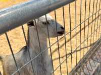 GET WILD AT TTI MINI ZOO | FEED, PLAY, AND EXPLORE IN TERENGGANU