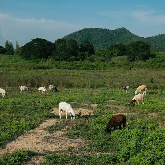 “ปราณบุรี”มุมนี้ทั้งสวยทั้งชิลฟีลตปทมากกก🐑🏞🐐 